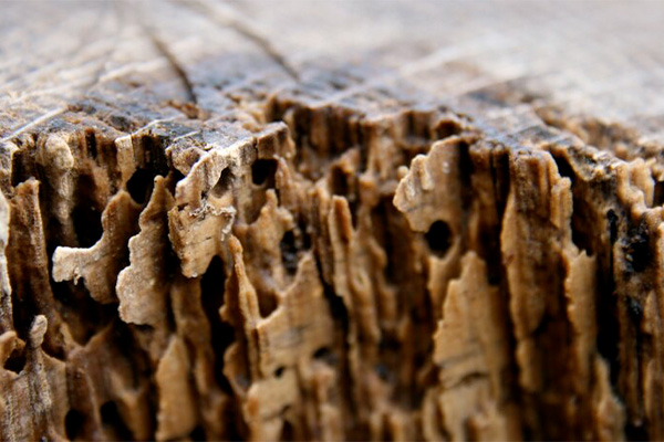 آيا پاركت موريانه ميزند؟ آيا پاركت موريانه ميزند؟